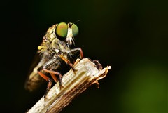 Ommatiini