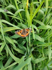 Aglais urticae