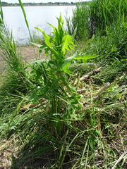Sonchus palustris