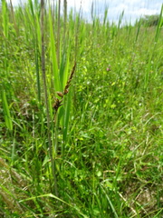 Carex disticha