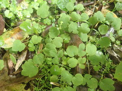 Ranunculus membranifolius
