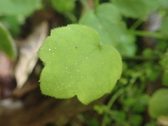 Ranunculus membranifolius