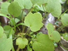 Ranunculus membranifolius