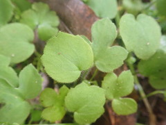 Ranunculus membranifolius