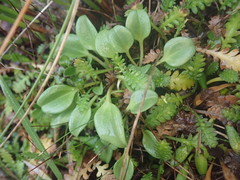 Gentianella stevenii