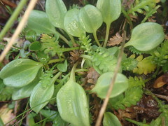 Gentianella stevenii