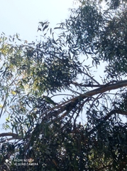 Psittacula krameri