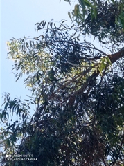 Psittacula krameri