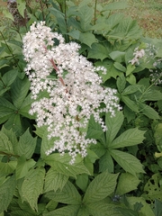 Rodgersia