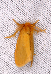 Euproctis chrysophaea