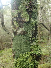 Xanthopsoroma soccatum