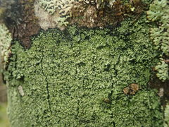 Xanthopsoroma soccatum