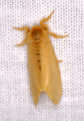 Euproctis chrysophaea