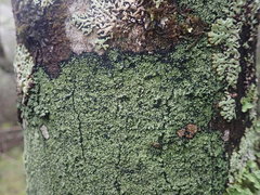 Xanthopsoroma soccatum