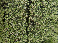 Xanthopsoroma soccatum