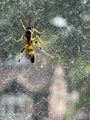 Amblyteles armatorius