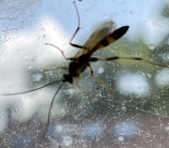 Amblyteles armatorius