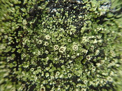 Xanthopsoroma soccatum