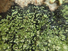 Xanthopsoroma soccatum