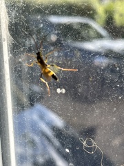 Amblyteles armatorius