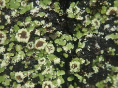 Xanthopsoroma soccatum