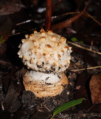 Amanita ochrophylloides
