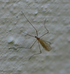 Limonia phragmitidis