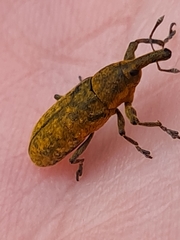 Lixus bardanae