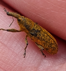 Lixus bardanae
