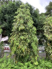 Monoon
