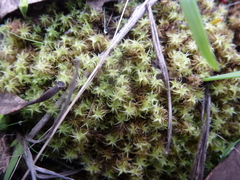 Leptodontium paradoxum