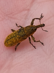 Lixus bardanae
