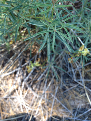 Lupinus angustiflorus