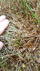 Juncus novae-zelandiae