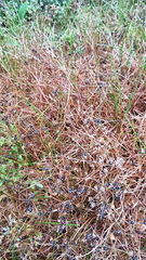 Juncus novae-zelandiae