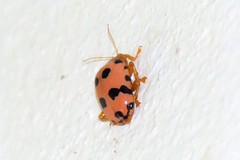 Podontia quatuordecimpunctata