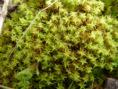 Leptodontium paradoxum