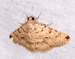 Heteropalpia acrosticta
