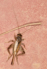 Eumodicogryllus