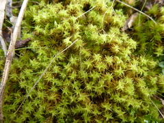 Leptodontium paradoxum