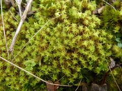 Leptodontium paradoxum