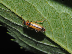 Boveycantharis