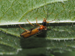 Boveycantharis