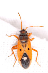 Cosmopleurus fulvipes