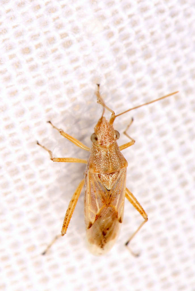 Camptocoris longicornis