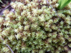 Leptodontium paradoxum