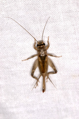Eumodicogryllus bordigalensis