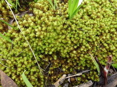 Leptodontium paradoxum