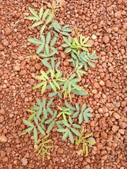 Fabaceae