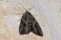Catocala agrippina